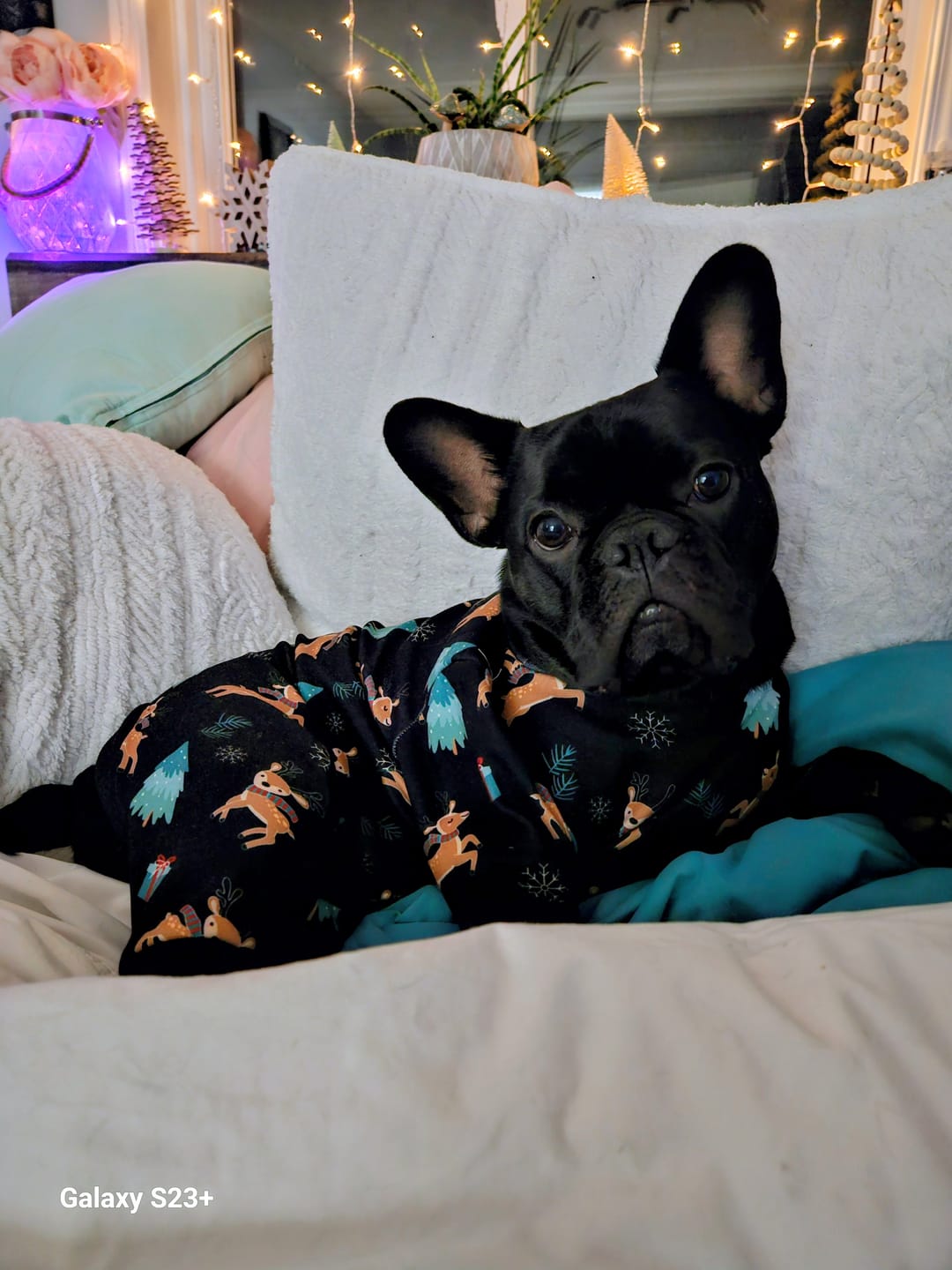 Customer photo review of Dog Christmas Pajama - Reindeers