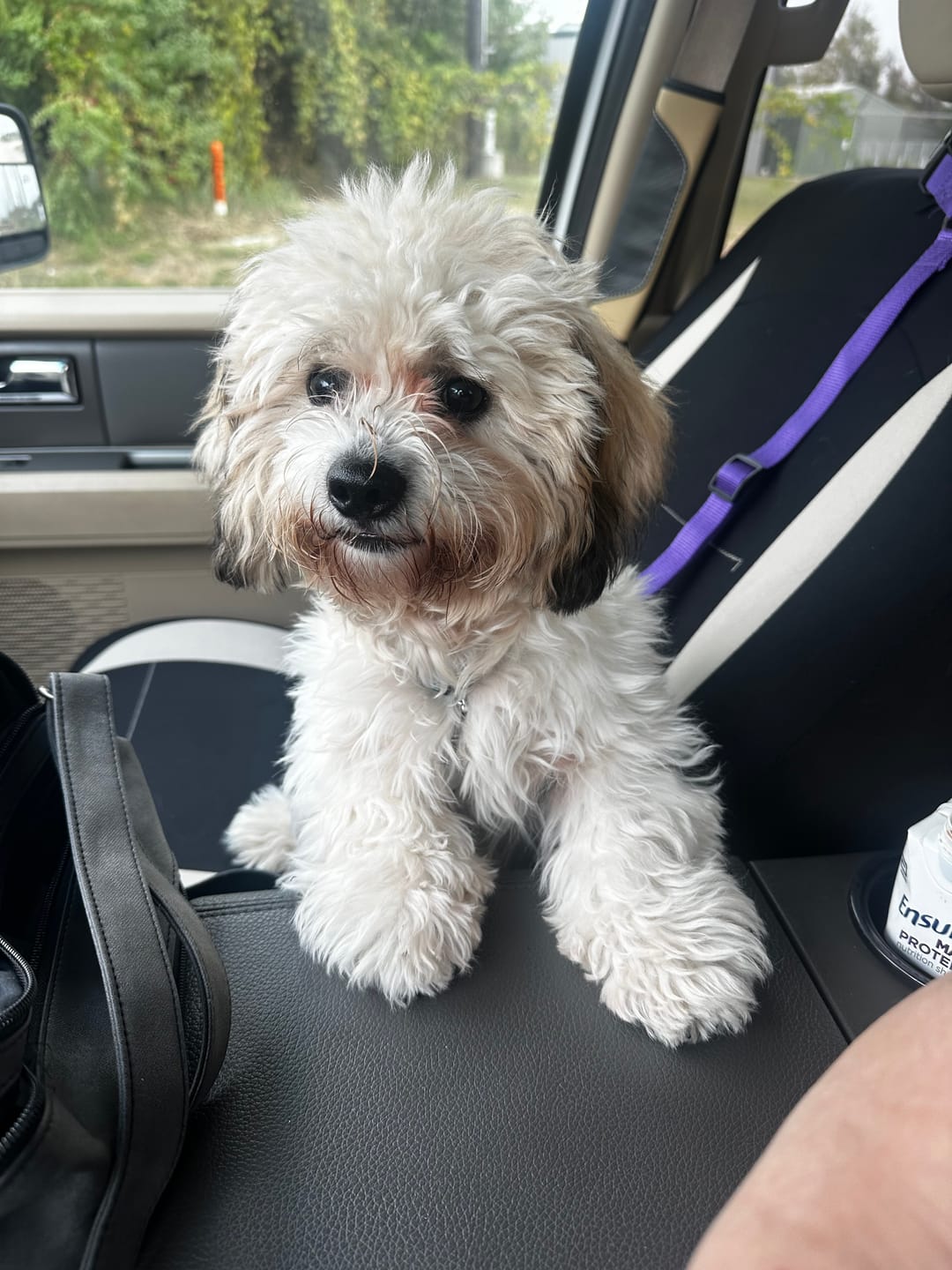 Customer photo review of 2 Pack Headrest Car Dog Safety Seatbelt