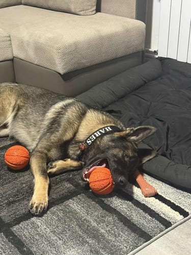 Customer photo review of Obroża dla psa z imieniem - Personal Extreme