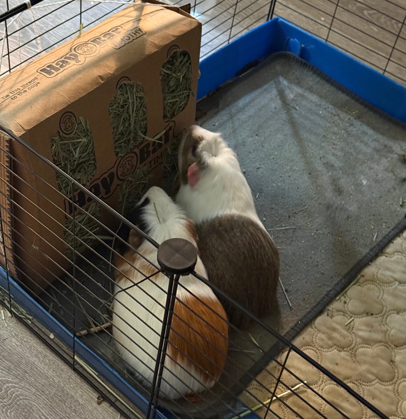 Customer photo review of GuineaDad Timothy Hay Bar for Guinea Pigs (5 Pack)