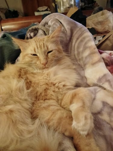 Customer photo review of 2x Blisso Advanced Cat Probiotic | Cat Probiotic for Diarrhea & Kidney Support