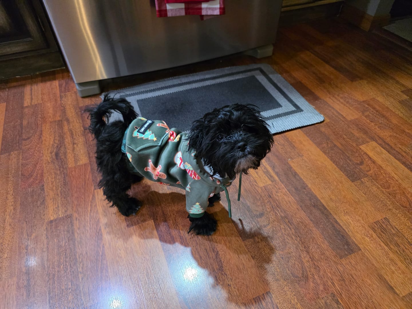 Customer photo review of Christmas Dog Hoodies