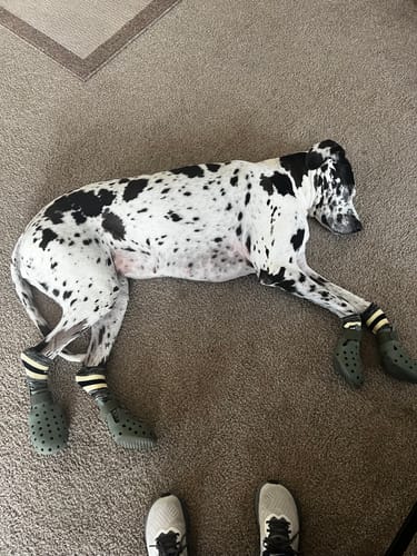 Customer photo review of WagWellies® Mojave