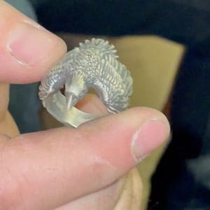 Customer photo review of Raven Ring