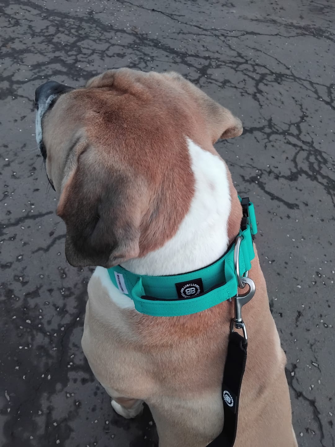 Customer photo review of 5cm Combat® Collar | With Handle & Secure Clip - Turquoise