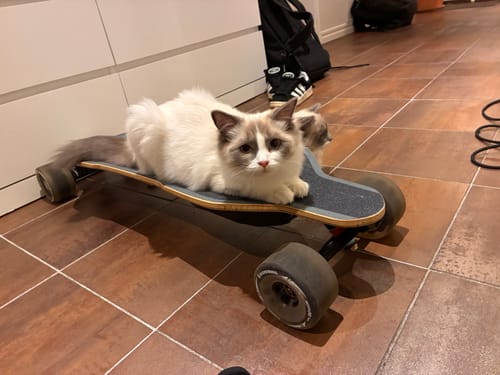 Customer photo review of Cloudwheels