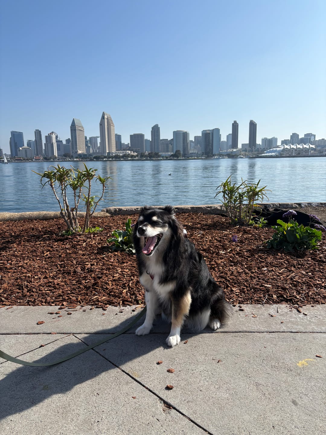 Customer photo review of Pet Portrait Magazine Cover