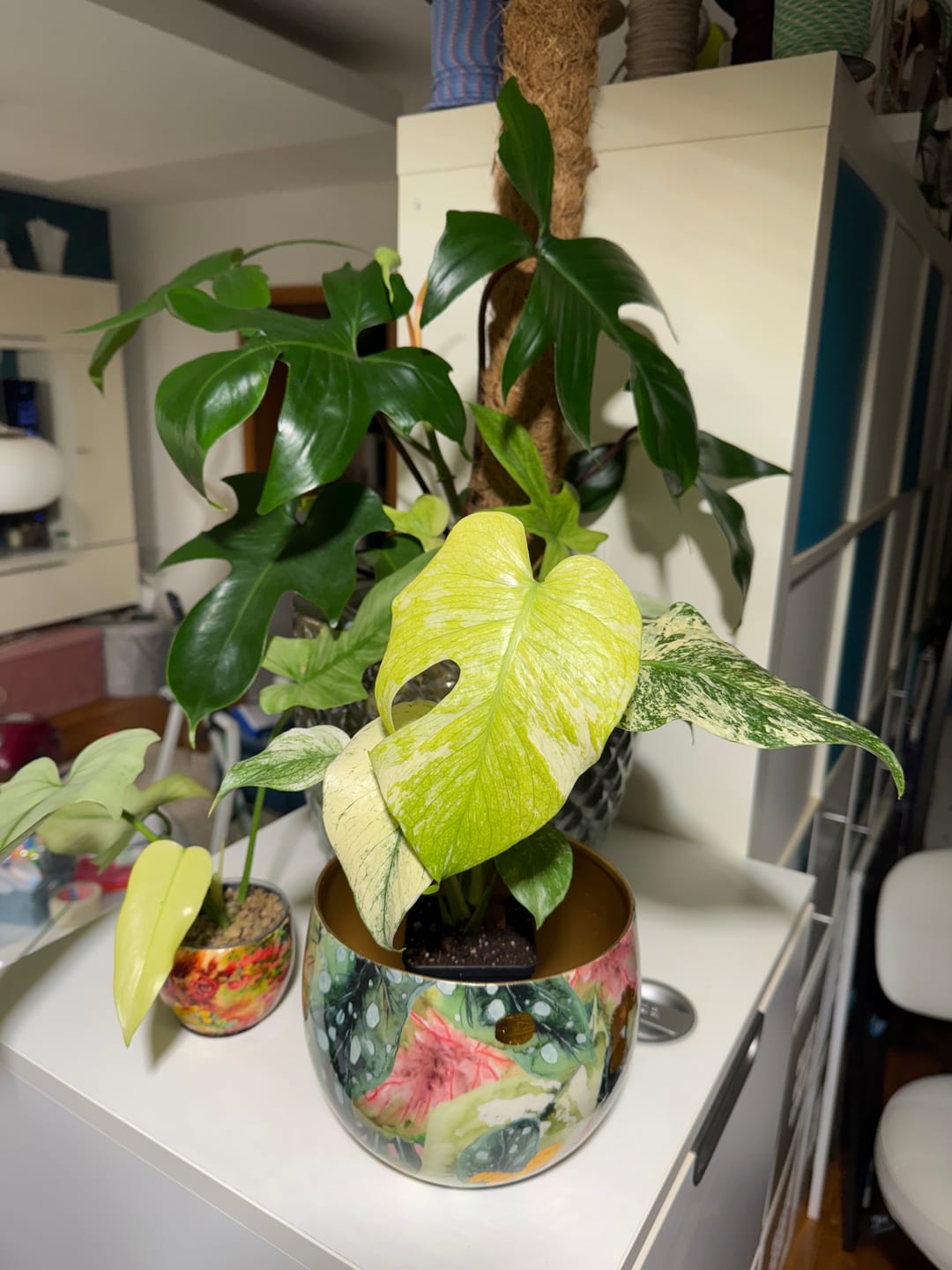 Customer photo review of MONSTERA DELICIOSA VARIEGATA MINT