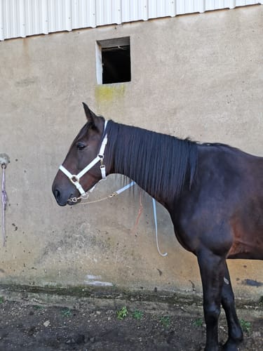 Customer photo review of iCavalos - Horse halter (7 Days)