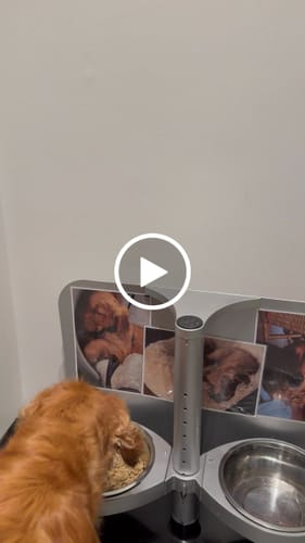 Customer video review of Frischfutter für Energiebedarf von 1101 kCal/Tag