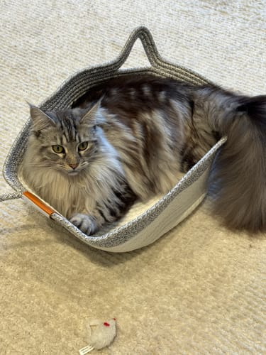 Customer photo review of Instinct Basket | Handwoven & Chemical-Free Cat Territory