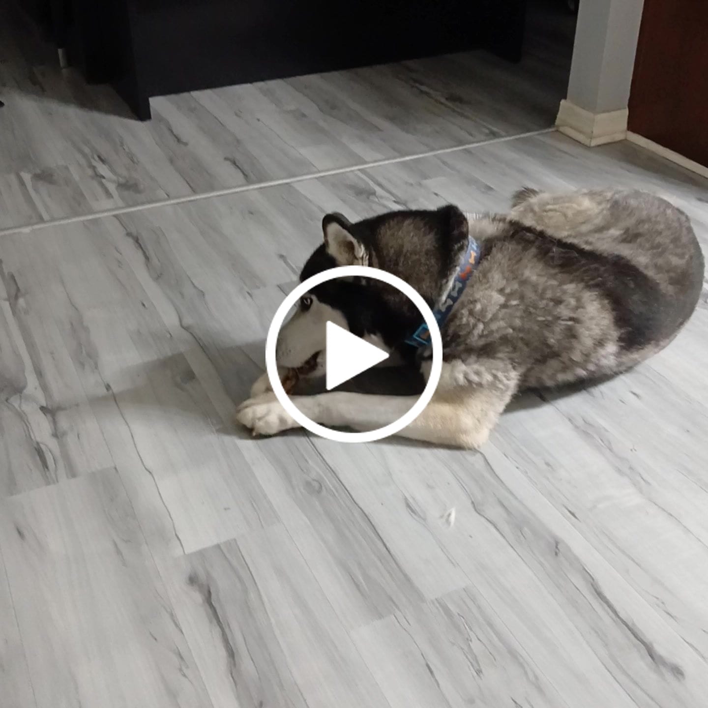 Customer video review of Ostrich Tendon Twister (16" x 2.5" x 1"): The Satisfying, All-Natural Chew for Dental Health & Joint Support