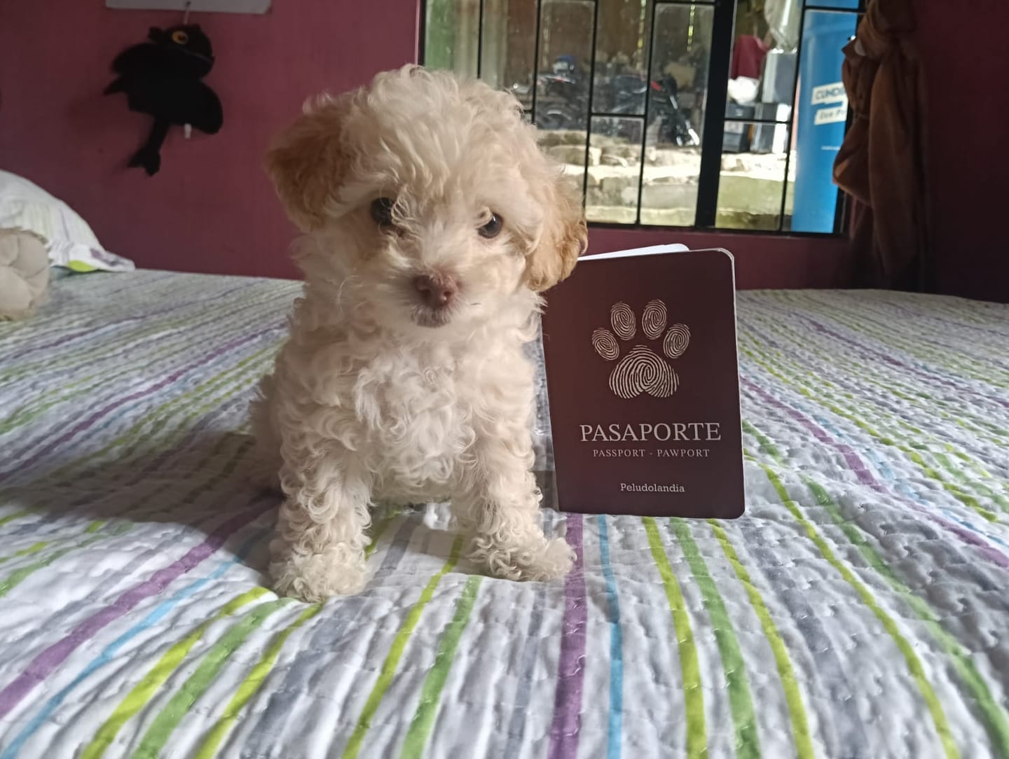 Customer photo review of Pasaporte Para Mascotas