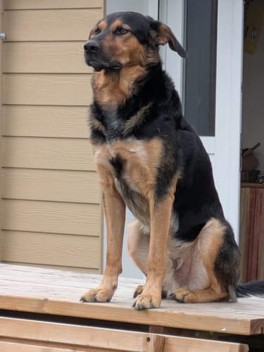 Customer photo review of Patch personnalisé pour chien – Un style unique !