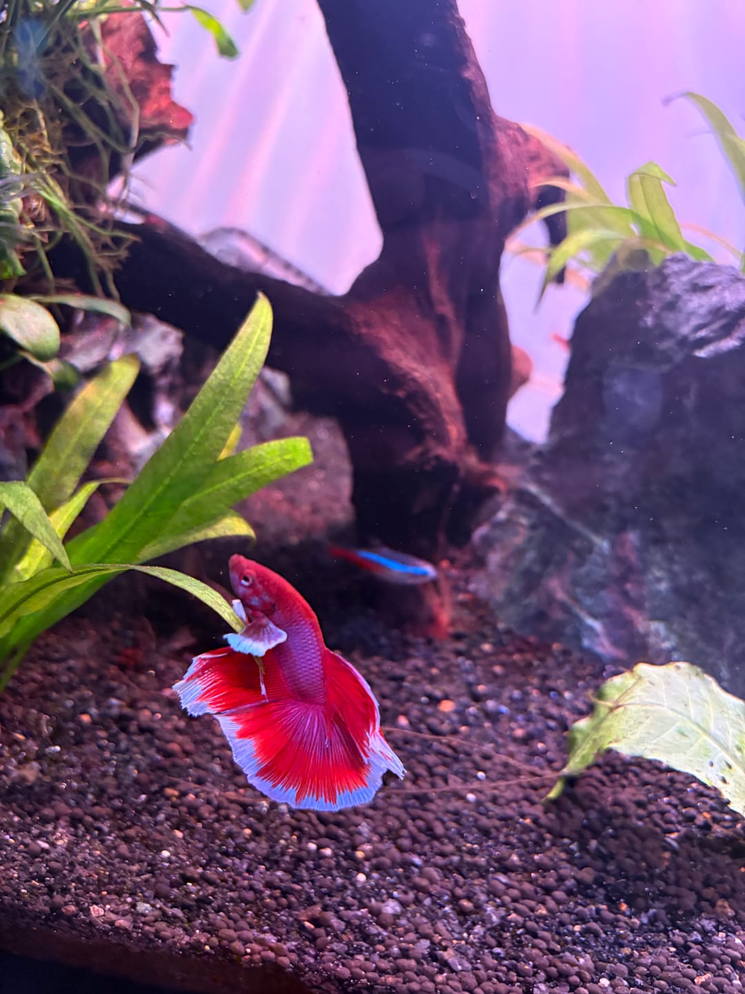 Customer photo review of Dumbo Lavender Halfmoon Male Betta Fish