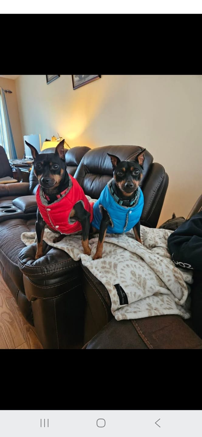Customer photo review of Large Bully Stick Ring