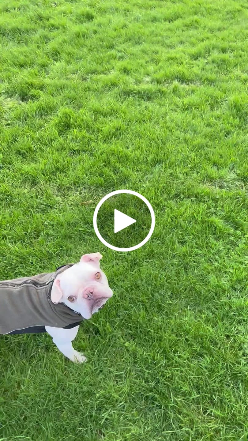 Customer video review of Dog Fleece With Zip - Khaki
