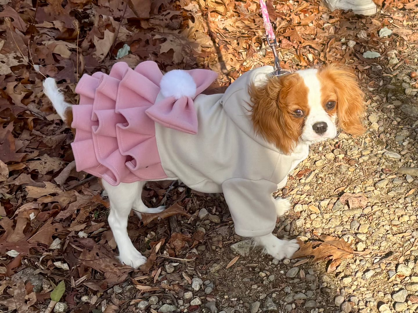 Customer photo review of Warm Fleece Bow Layered Dog Dress Jacket
