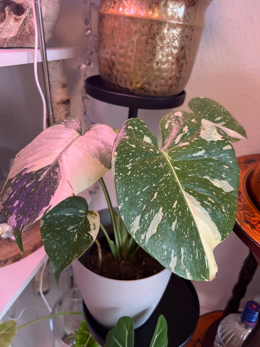 Customer photo review of Monstera Thai Constellation