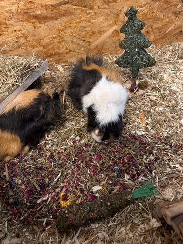 Customer photo review of 💖 Liebeszauber – Blüten‑Kräuter‑Mix für kuschelige Meerschweinchen