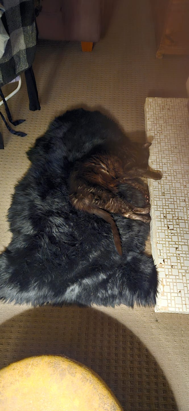 Customer photo review of Small - Single Long Wool Sheepskin Rug