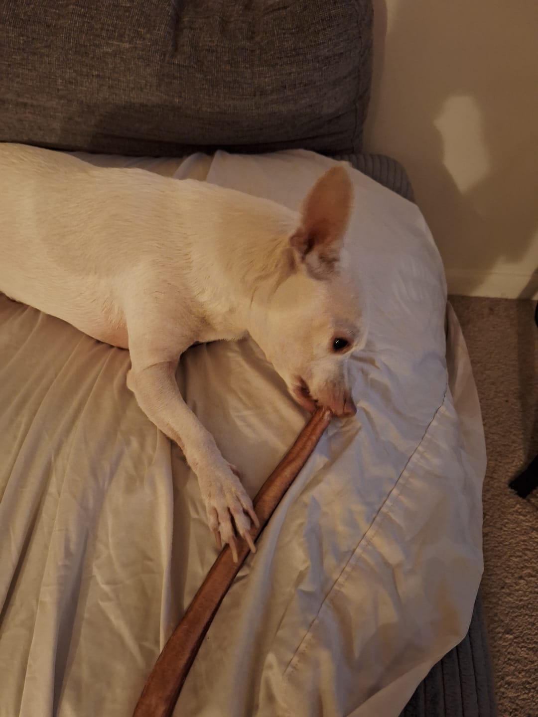 Customer photo review of 12 Inch Extra Thick Bully Sticks