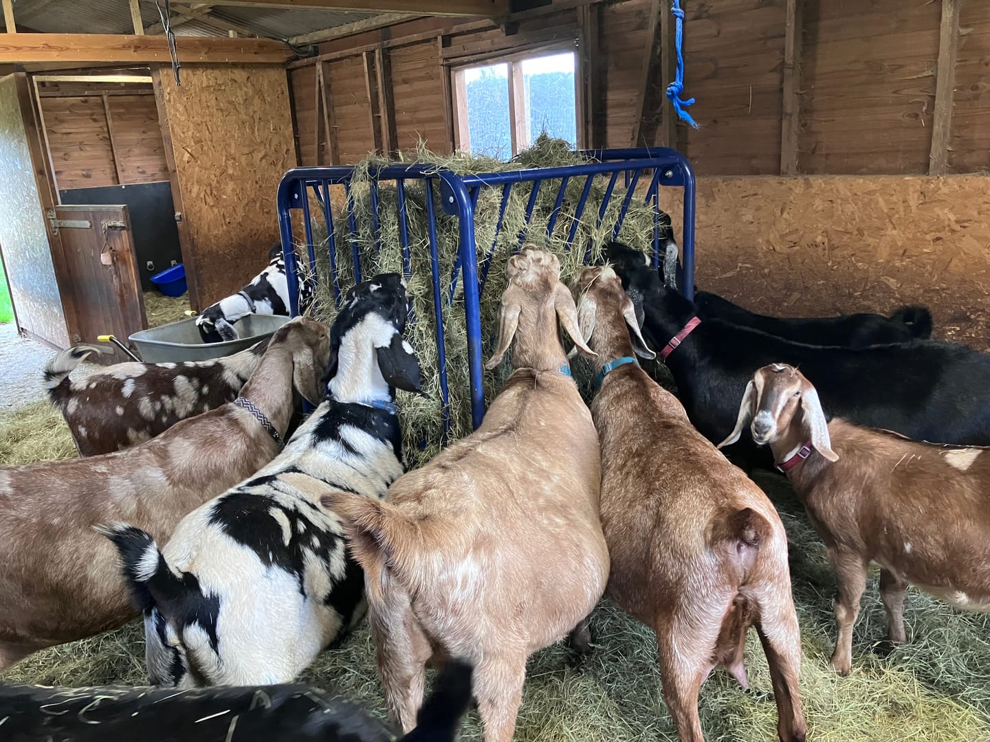 Customer photo review of Adjustable Height Hay & Grain Feeder