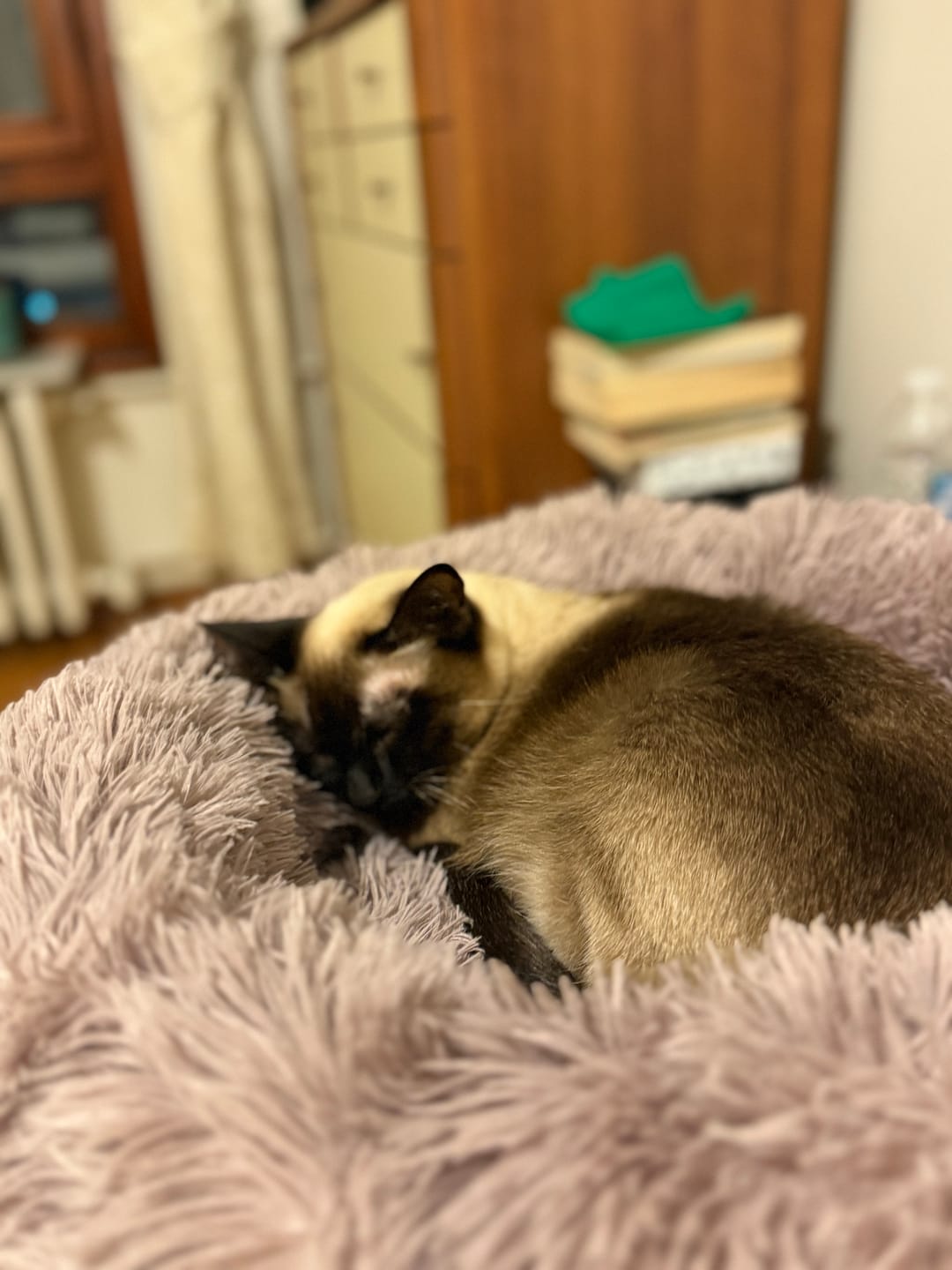 Customer photo review of Mellowpurr Huzurlu Paws Yatağı | Süper Yumuşak