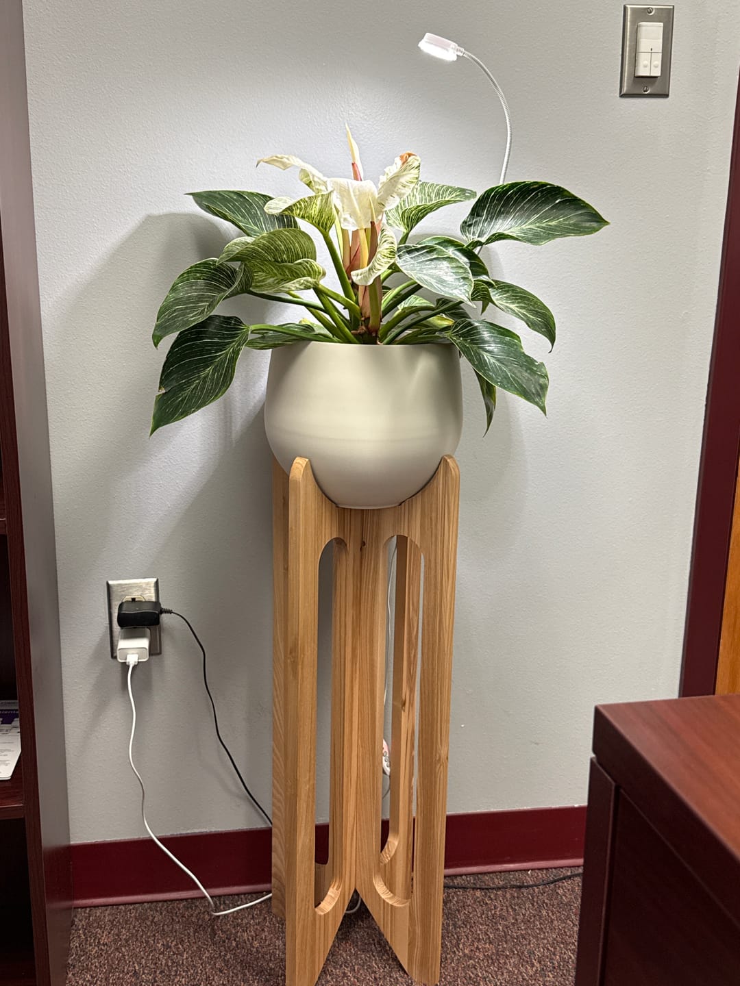Customer photo review of Arches Plant Stand + Pot