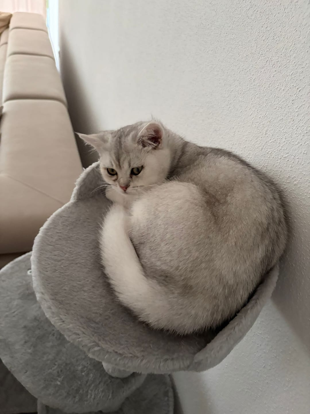 Customer photo review of Nieren Vitalsuppe für Katzen