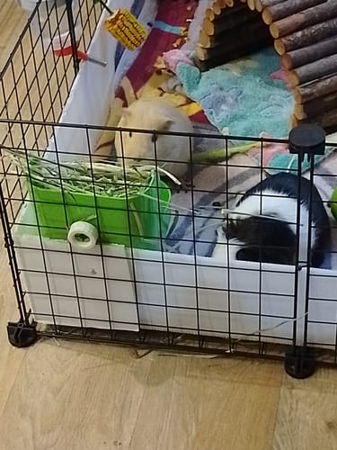 Customer's two guinea pigs in a cage with a green feeder full of the long-stemmed Timothy Hay.