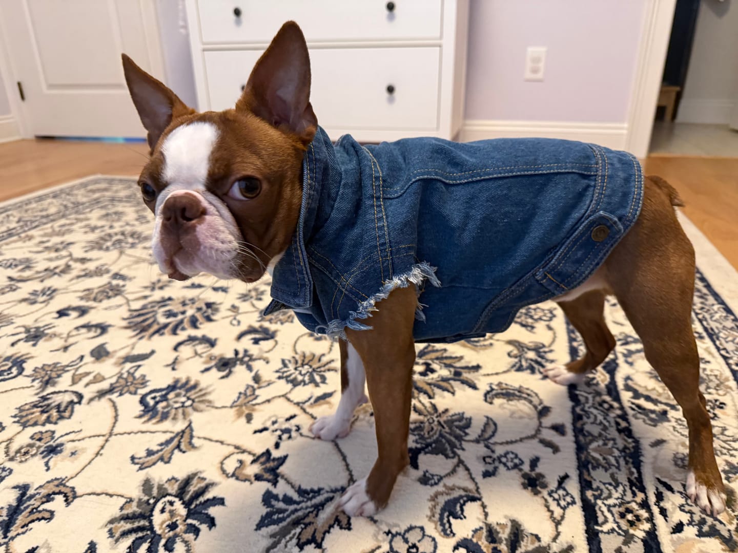 Customer photo review of Denim Dog Vest Raw Blue - Unpatched