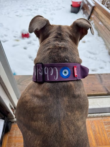 Customer photo review of 2" Tactik Dog Collar - Grape