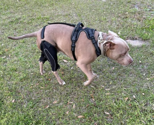 Customer photo review of Pawvie™ Orthopedic Dual-Hinge Knee Brace