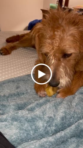 Customer video review of BFCM Promo Special: Tote Bag + 1LB of Chews