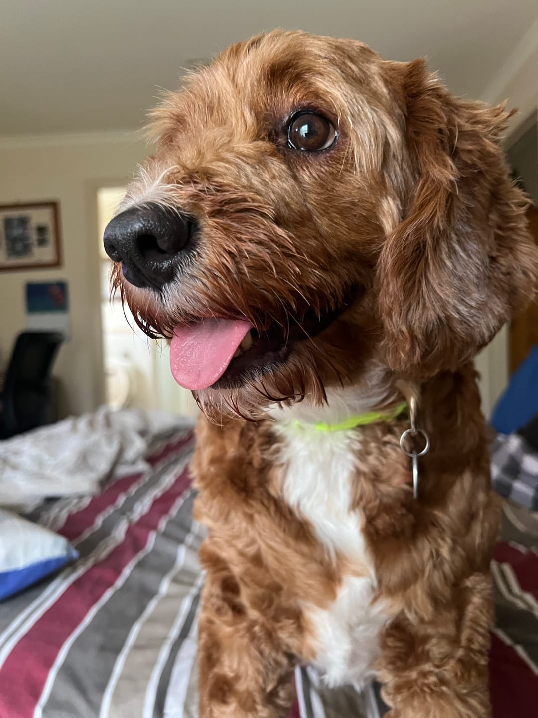 Customer photo review of Digestive-K9 Chews