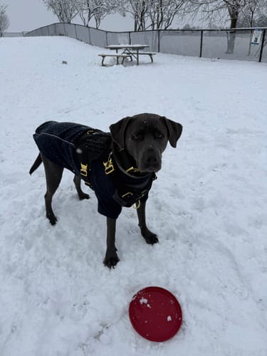 Customer photo review of HNTR 3.0 Dog Harness - Noir