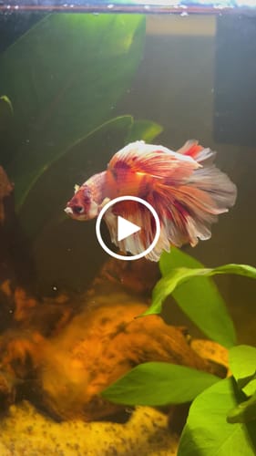 Customer video review of Multicolor Halfmoon Male Betta Fish | Order Directly From Farm | You Pick Fish