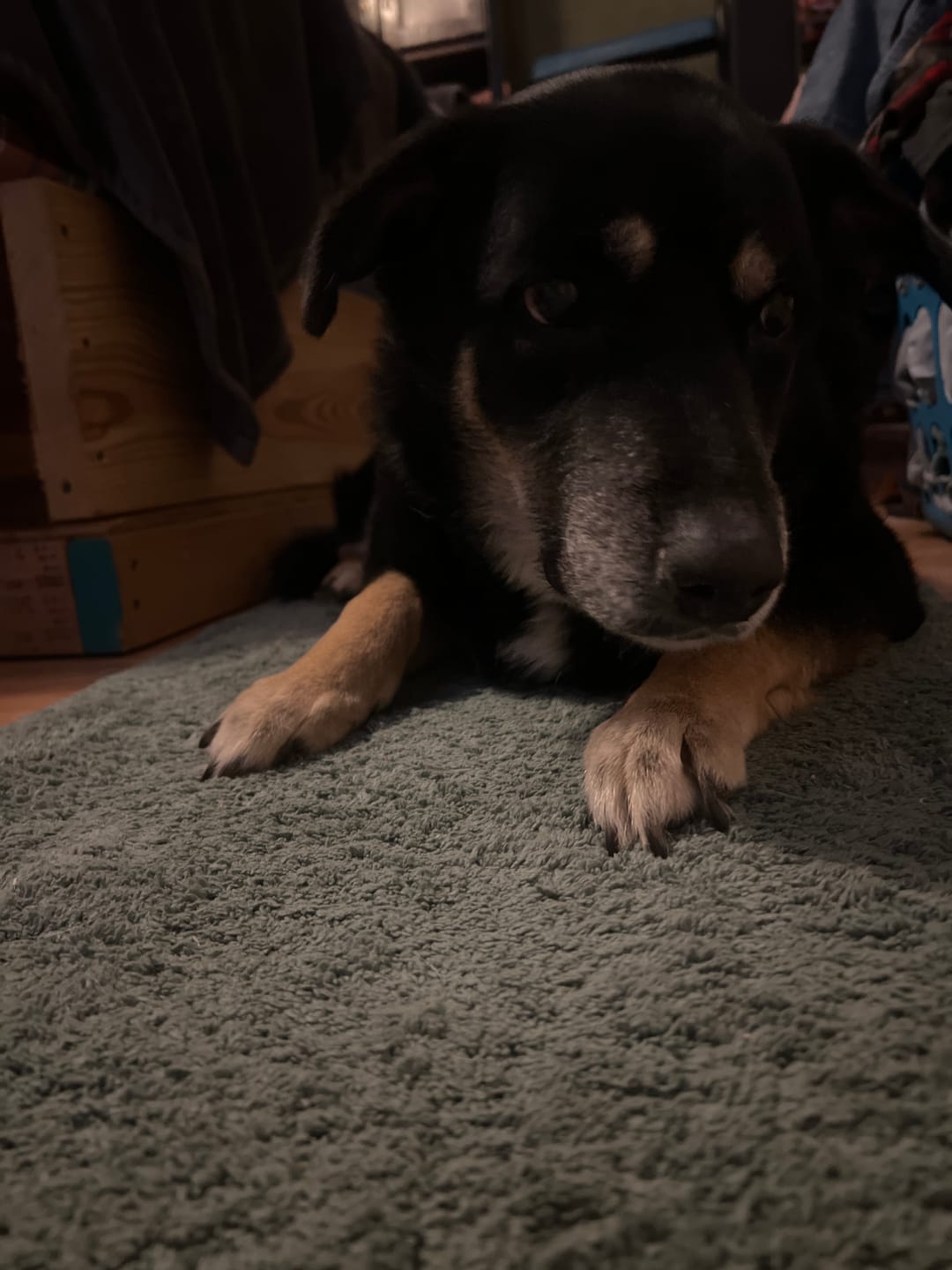 Customer photo review of CBDrool's Beef Jerky Dog Treats (200mg)