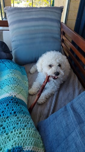 Customer photo review of Beef Pizzle (THICK & Long)