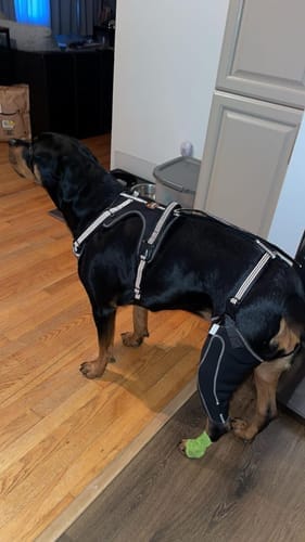 Customer photo review of Pawvie™ Orthopedic Dual-Hinge Knee Brace