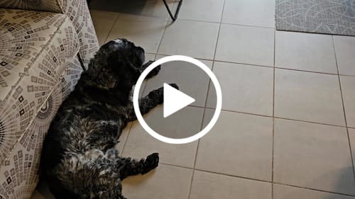 Customer video review of Patio Pet Door Insert