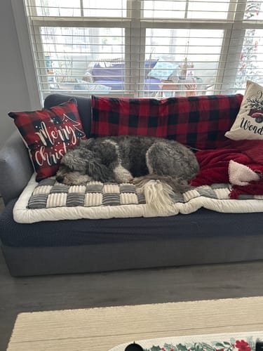 A customer's shaggy grey dog sleeping on the padded, checkered furniture protector, placed on a dark sofa.
