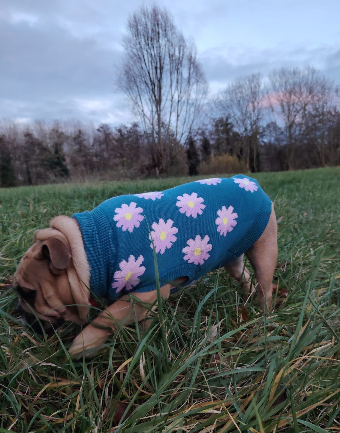 Customer photo review of Flower Knit Dog Sweater
