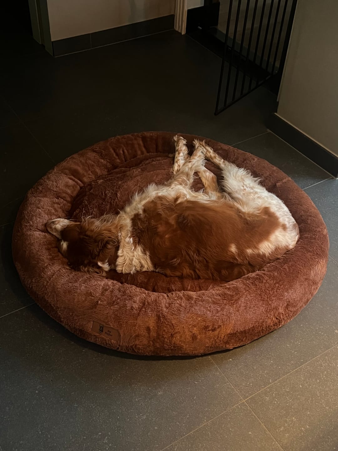 Customer photo review of Pet Perfect Fluffy Donut Hondenmand - Rond - Wasbaar