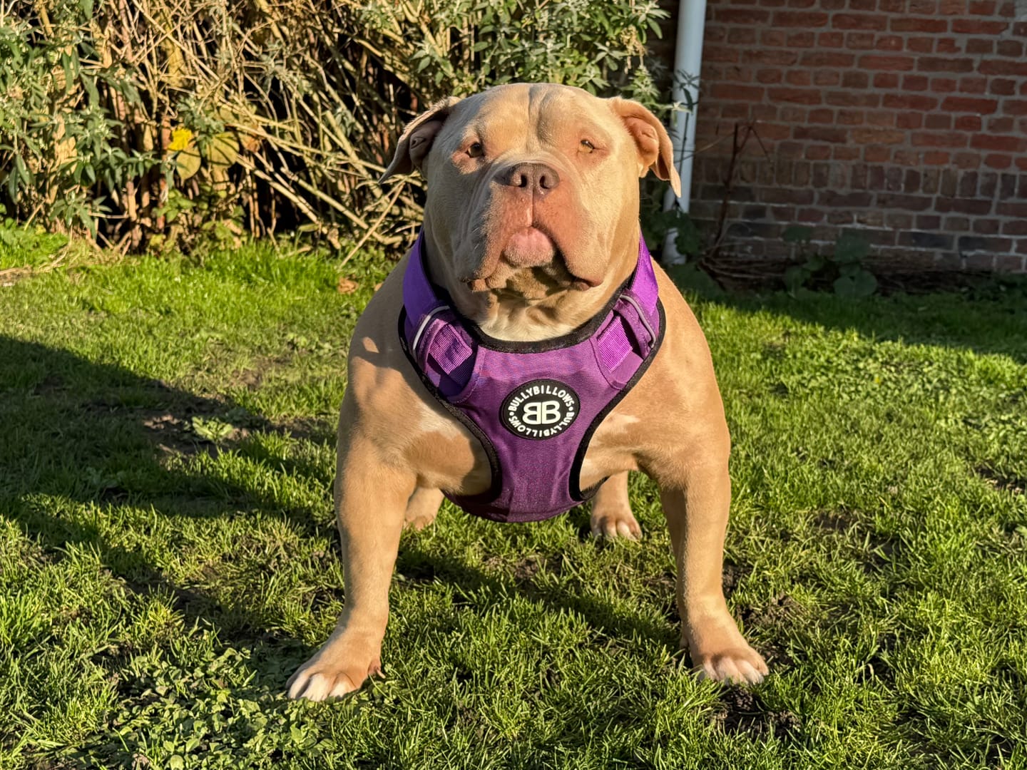 Customer photo review of Comfort Premium Harness | Non Restrictive - Purple