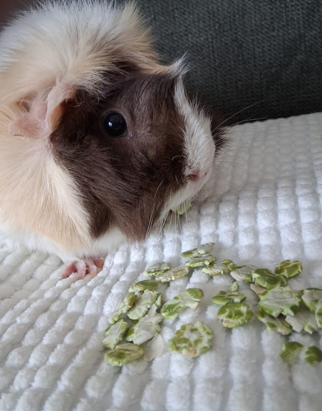 Customer photo review of GuineaDad Pea Flakes Treat Cups (100% All Natural)
