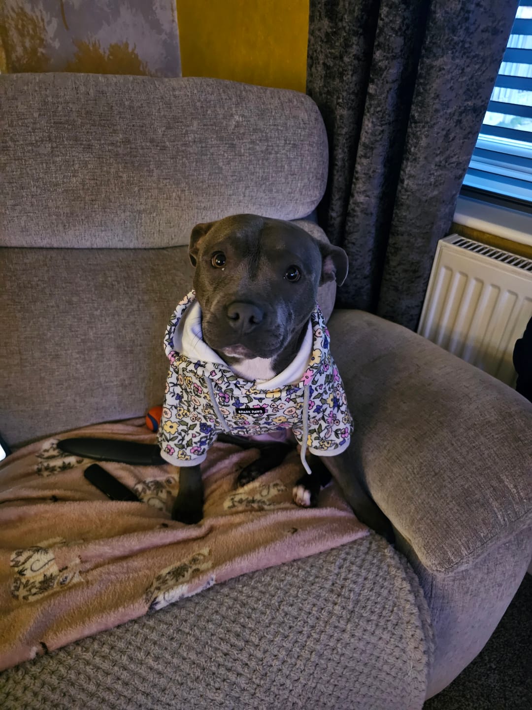 Customer photo review of Vintage Flower Dog Hoodie - Light Grey