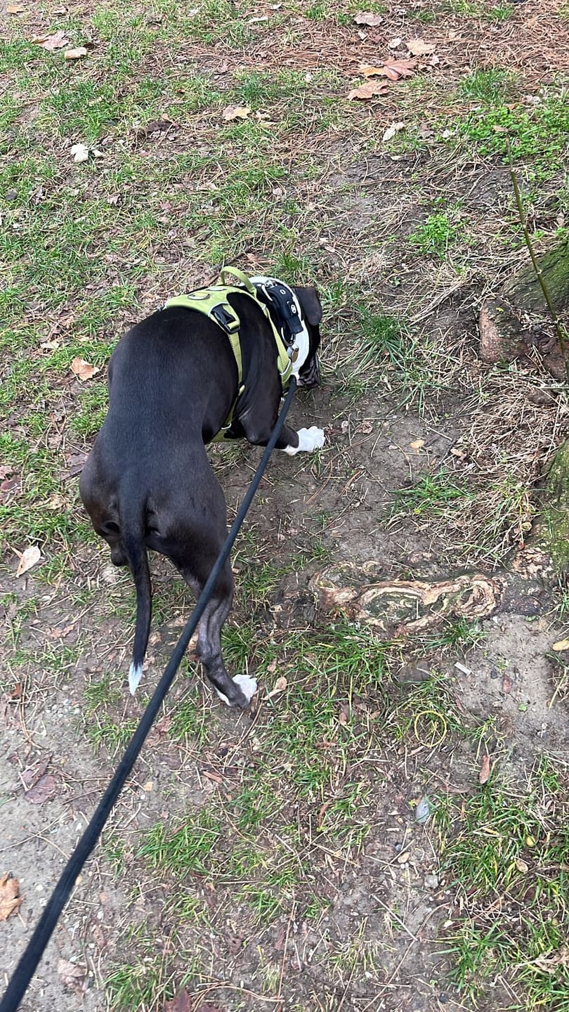 Customer photo review of Air Harness | Anti-Pull & With Handle - Olive Green