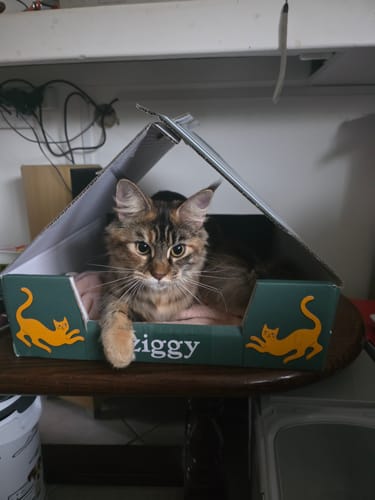Avis d'un client : un joli chaton tigré se repose dans la boîte en carton de ses croquettes Ziggy.
